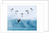 Penguins Jumping into Water by Anonymous