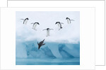 Penguins Jumping into Water by Anonymous