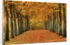 Sycamore Trees in Autumn by Anonymous
