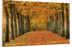 Sycamore Trees in Autumn by Anonymous