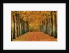 Sycamore Trees in Autumn by Anonymous