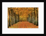 Sycamore Trees in Autumn by Anonymous