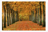 Sycamore Trees in Autumn by Anonymous