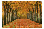Sycamore Trees in Autumn by Anonymous