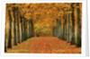 Sycamore Trees in Autumn by Anonymous