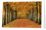 Sycamore Trees in Autumn by Anonymous