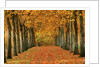 Sycamore Trees in Autumn by Anonymous