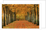 Sycamore Trees in Autumn by Anonymous