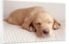 Sleeping Labrador Puppy by Anonymous