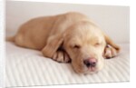 Sleeping Labrador Puppy by Anonymous