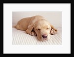 Sleeping Labrador Puppy by Anonymous
