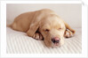 Sleeping Labrador Puppy by Anonymous
