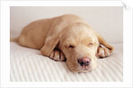 Sleeping Labrador Puppy by Anonymous