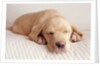 Sleeping Labrador Puppy by Anonymous