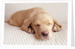 Sleeping Labrador Puppy by Anonymous