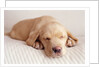 Sleeping Labrador Puppy by Anonymous