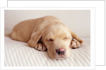 Sleeping Labrador Puppy by Anonymous