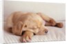 Sleeping Labrador Puppy by Anonymous