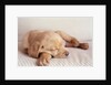 Sleeping Labrador Puppy by Anonymous