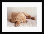 Sleeping Labrador Puppy by Anonymous
