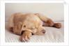 Sleeping Labrador Puppy by Anonymous