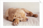 Sleeping Labrador Puppy by Anonymous