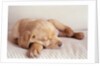 Sleeping Labrador Puppy by Anonymous