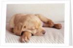 Sleeping Labrador Puppy by Anonymous