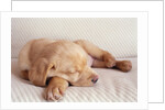 Sleeping Labrador Puppy by Anonymous