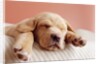 Sleeping Labrador Puppy by Anonymous