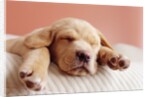 Sleeping Labrador Puppy by Anonymous