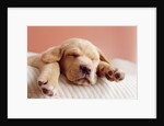 Sleeping Labrador Puppy by Anonymous