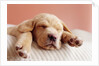 Sleeping Labrador Puppy by Anonymous