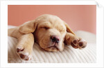 Sleeping Labrador Puppy by Anonymous