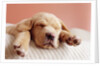 Sleeping Labrador Puppy by Anonymous