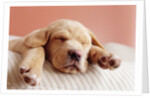 Sleeping Labrador Puppy by Anonymous