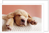 Sleeping Labrador Puppy by Anonymous