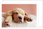 Sleeping Labrador Puppy by Anonymous