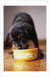 Puppy Eating from Bowl by Anonymous