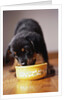 Puppy Eating from Bowl by Anonymous