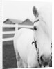 Horse Wearing Bridle by Anonymous