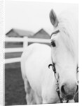 Horse Wearing Bridle by Anonymous