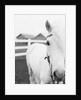 Horse Wearing Bridle by Anonymous