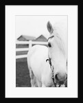 Horse Wearing Bridle by Anonymous