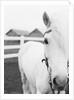 Horse Wearing Bridle by Anonymous