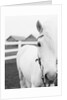 Horse Wearing Bridle by Anonymous