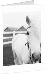 Horse Wearing Bridle by Anonymous
