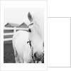 Horse Wearing Bridle by Anonymous