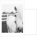 Horse Wearing Bridle by Anonymous