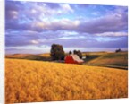 Barn Surrounded by Fields by Anonymous